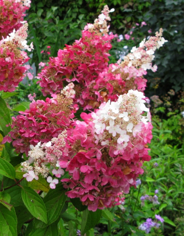 Гортензия метельчатая Пинки Винки (Hydrangea paniculata Pinky Winky) С3 - фото 2 - id-p178699093