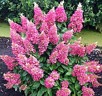 Гортензия метельчатая Пинки Винки (Hydrangea paniculata Pinky Winky) С3