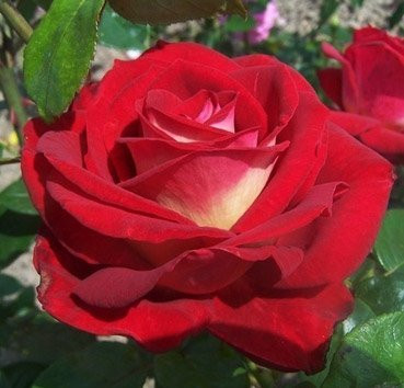 Роза чайно-гибридная Bicolette, саженец - фото 1 - id-p178709146