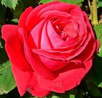 Роза чайно-гибридная Dame de Coeur, саженец