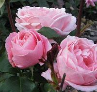 Роза чайно-гибридная Queen of England, саженец