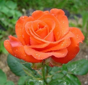 Роза чайно-гибридная Rotary, саженец - фото 1 - id-p178709236