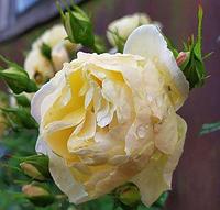 Роза миниатюрная Yellow Fairy, саженец