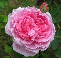 Роза английской селекции Comte de Chambord, саженец