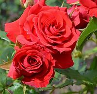 Роза штамбовая Alotria, саженец