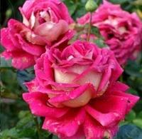 Роза штамбовая Kronenbourg, саженец