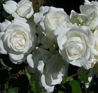 Роза штамбовая Annapurna, саженец