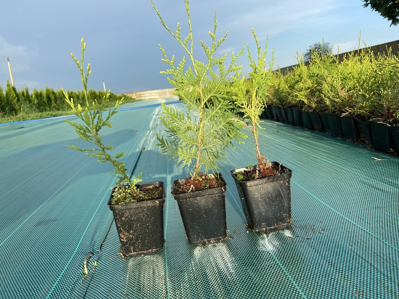 Туя смарагд в горшке Размер 15-25 см