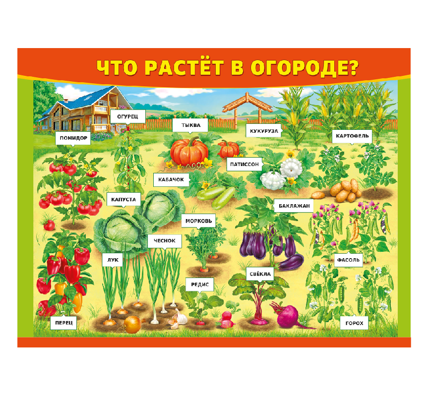 Стенд для детского сада "Что растет в огороде?" - фото 1 - id-p179337954