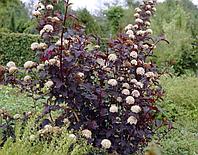 Пузыреплодник калинолистный Диабло (Physocarpus opulifolius Diabolo) С2