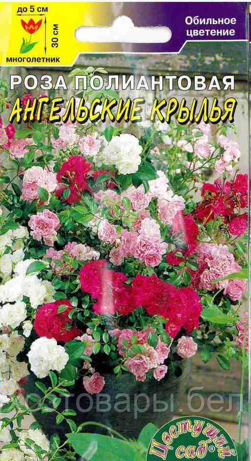 Роза Ангельские Крылья полиантовая  5шт Мн 30см (Цвет сад)