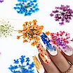 Сухоцветы для дизайна ногтей в баночках, 12 шт., фото 3