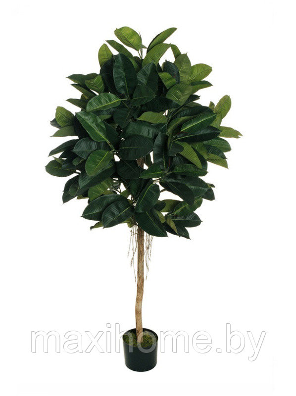 Искусственное растение "Каучуковое дерево" в горшке, 1,6 м - фото 1 - id-p179593202
