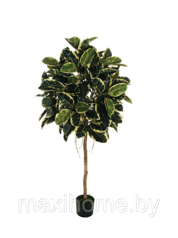 Искусственное растение "Каучуковое дерево" в горшке, 1,6 м - фото 1 - id-p179593205