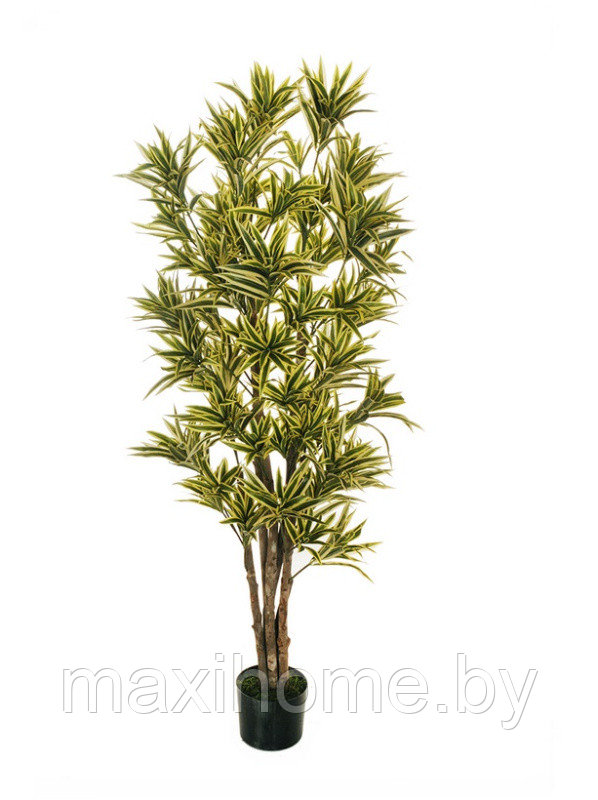 Искусственное растение "Драцена" в горшке, 1,7 м - фото 1 - id-p179593207
