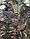 Костюм камуфляжный (Маскхалат) для охоты и рыбалки летний, непромакаемый. Браш хвоя (одевается поверх одежды), фото 10