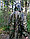 Костюм камуфляжный (Маскхалат) для охоты и рыбалки летний, непромакаемый. Браш хвоя (одевается поверх одежды), фото 2