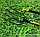 Вилы классические Торнадика TORNADO 4 штыка, фото 5