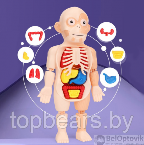 Детский 3D пазл Human Body Модель анатомия человеческого тела/Строение тела / конструктор органы 3