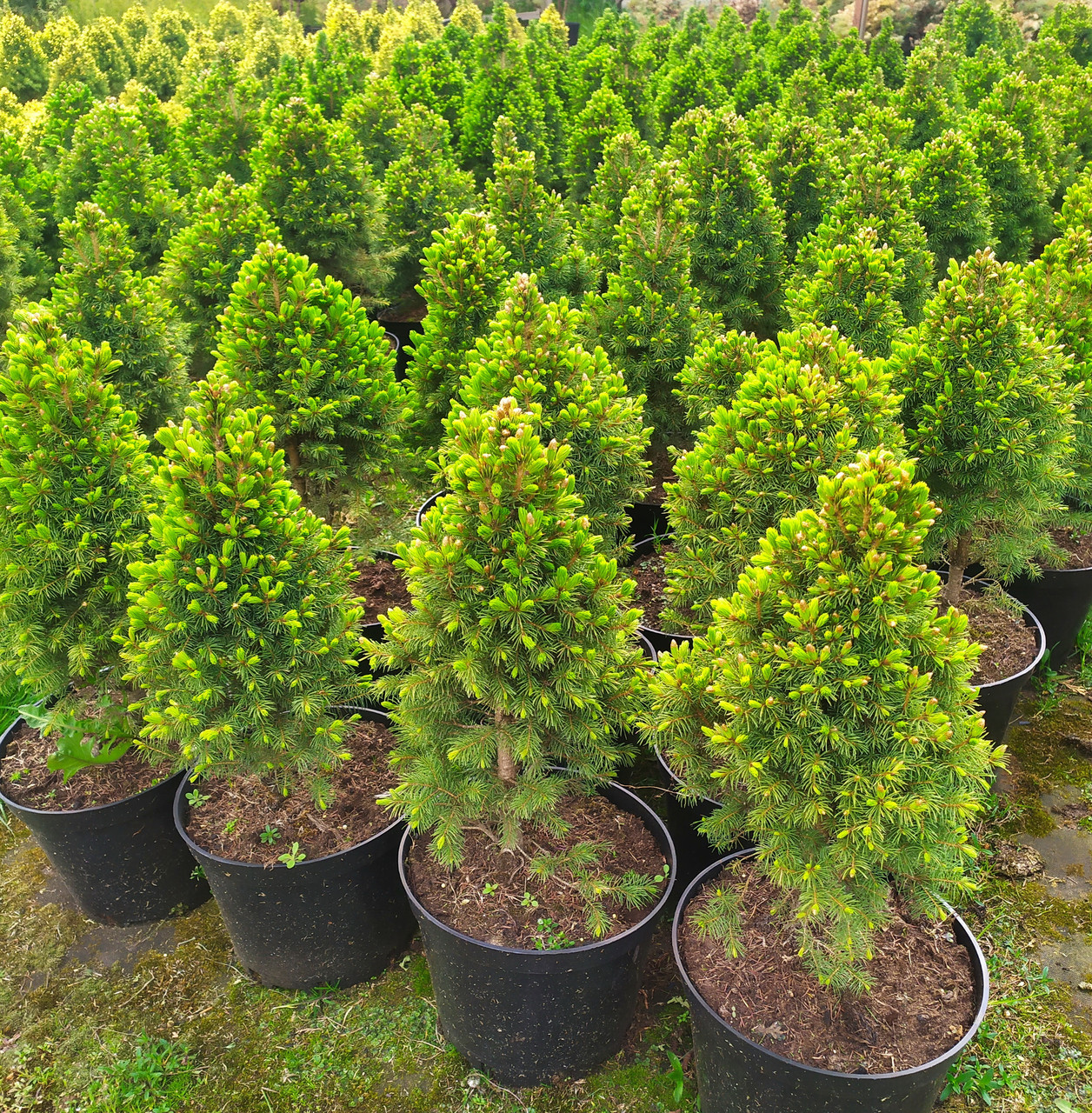 Ель сизая "Conica" (Picea glauca) С5 60-65см - фото 2 - id-p73405267