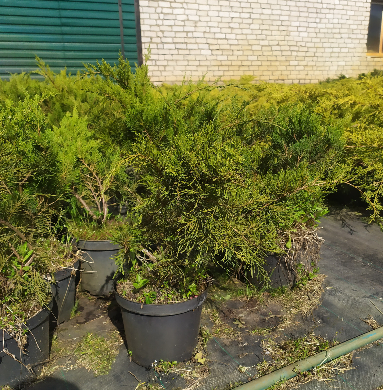 Можжевельник средний "Mint Julep" (Juniperus x pfitzeriana) С5 - фото 2 - id-p100378742