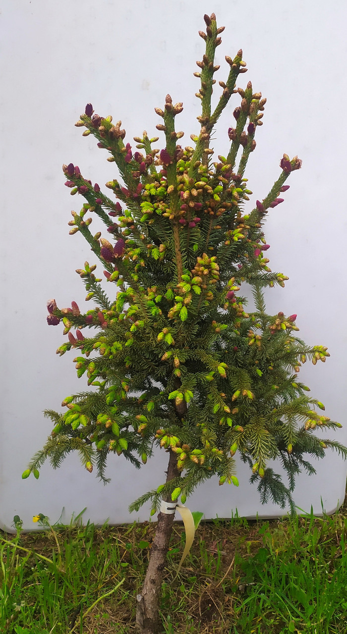 Ель Лицзянская (Picea likiangensis Franch E.Pritz) C5 - фото 3 - id-p177997901