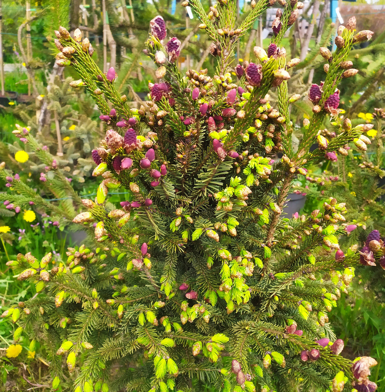 Ель Лицзянская (Picea likiangensis Franch E.Pritz) C5 - фото 2 - id-p177997901