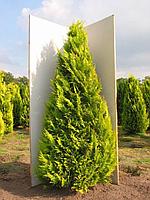 Кипарисовик Лавсона "Ivonne" (Chamaecyparis lawsoniana) C5