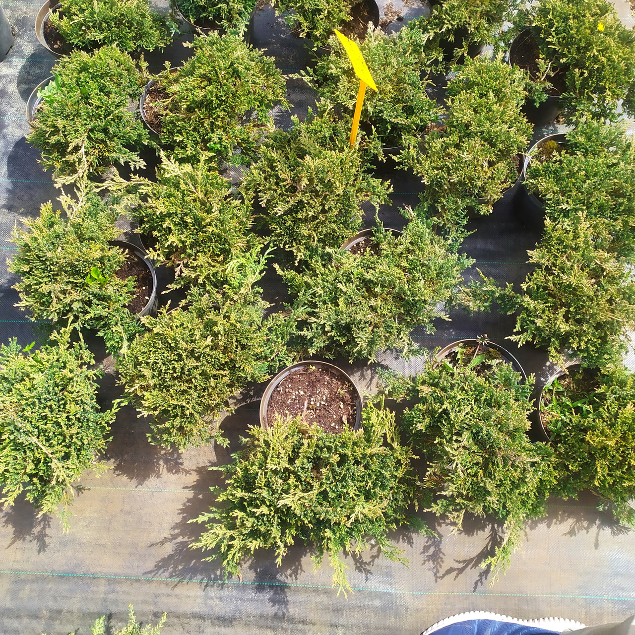 Можжевельник горизонтальный "Prince of Wales" (Juniperus horizontalis) С2 - фото 2 - id-p73413438