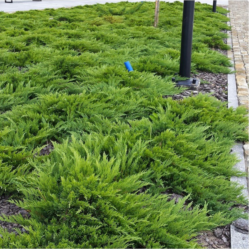 Можжевельник казацкий "Tamariscifolia" (Juniperus sabina) С7,5 - фото 1 - id-p73413433