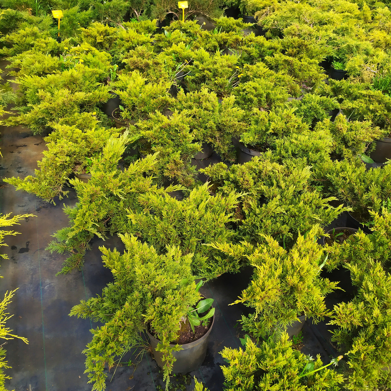 Можжевельник казацкий "Tamariscifolia" (Juniperus sabina) С7,5 - фото 3 - id-p73413433