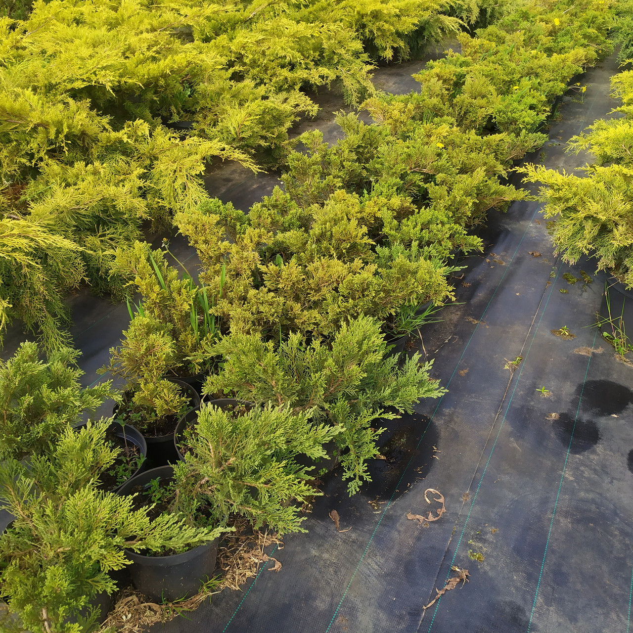 Можжевельник казацкий "Tamariscifolia" (Juniperus sabina) C5 - фото 2 - id-p100372289