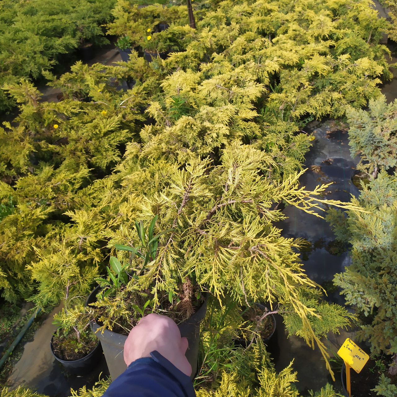 Можжевельник Пфитцериана Golden Saucer (Juniperus x media) С3 - фото 2 - id-p145780745