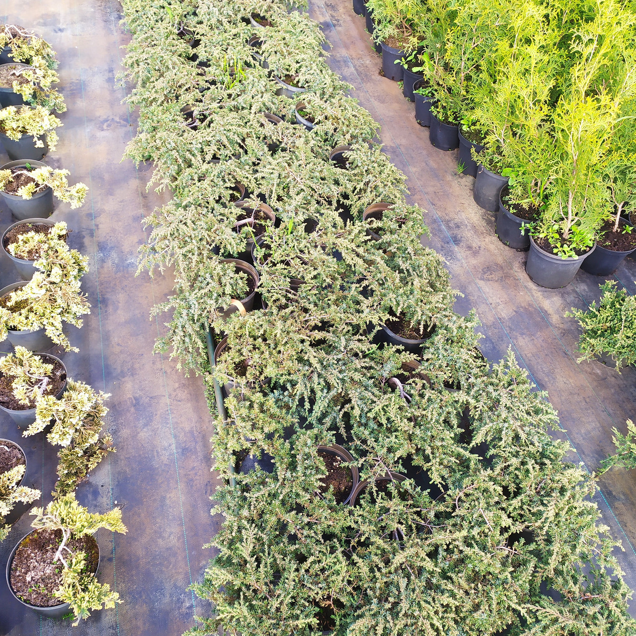 Можжевельник обыкновенный "Green Carpet" (juniperus communis) С5 - фото 1 - id-p73413428