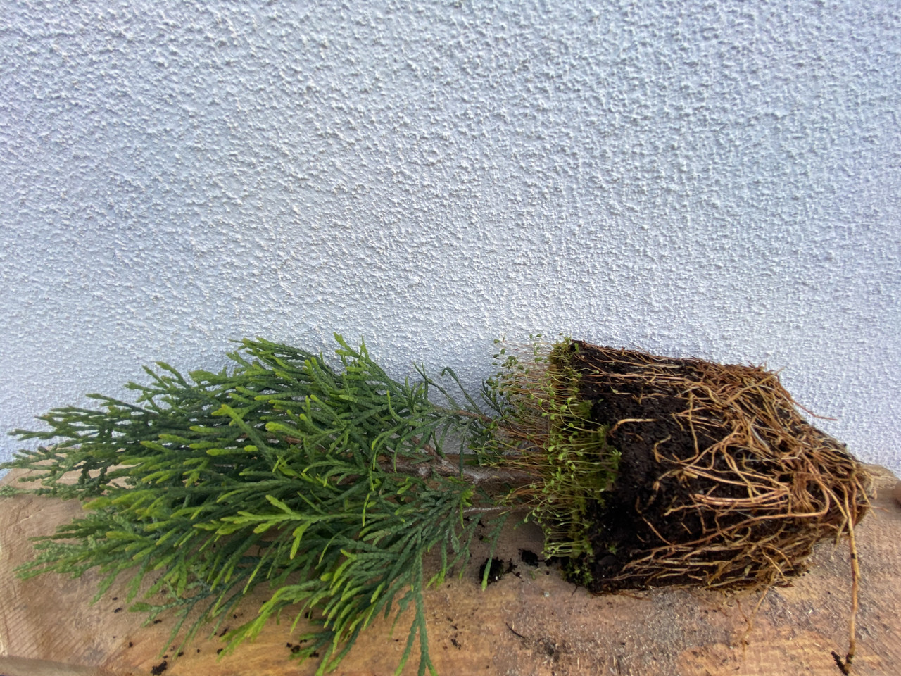 Смарагд туя западная: саженцы ЗКС