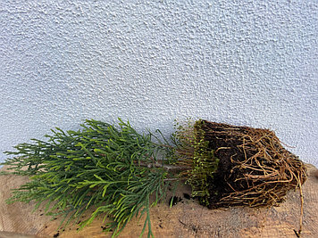 Смарагд туя западная: саженцы ЗКС