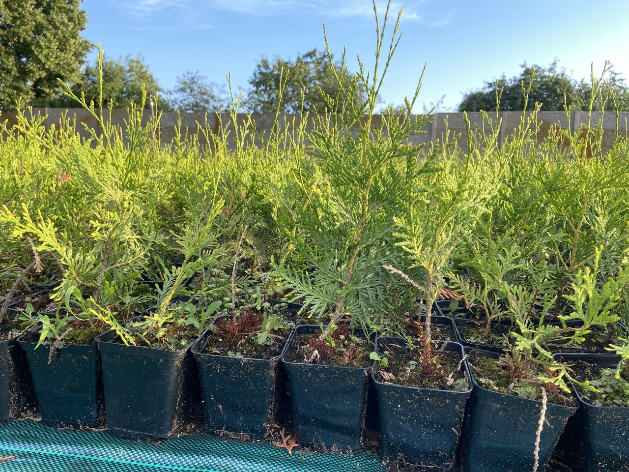 Туя смарагд оптом в девятке