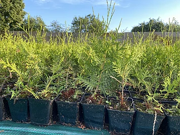 Туя смарагд оптом в девятке