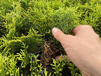 Туя Смарагд оптом в кассете ЗКС Мультиплата