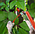 Подвязчик растений к опоре Tapetool (тапенер), фото 7