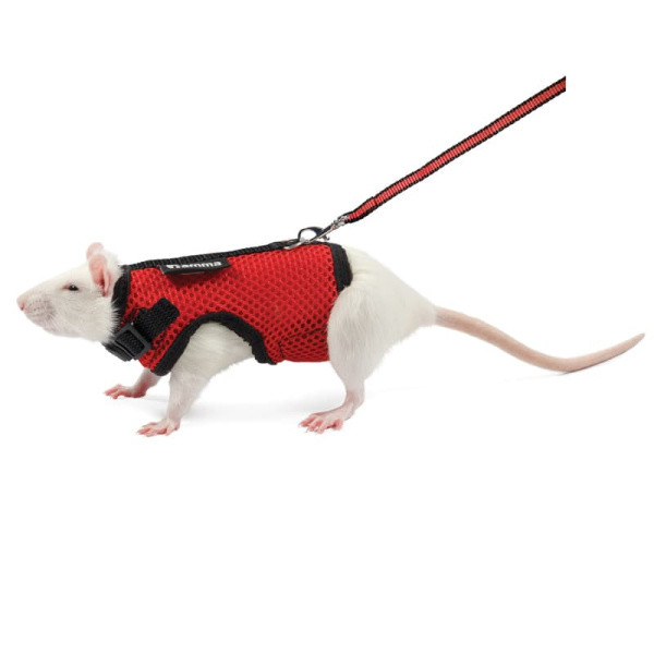 Комплект шлейка и поводок для крысы Лариска