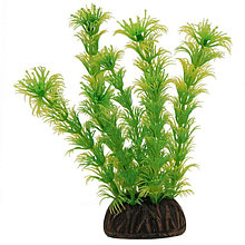 Растение для аквариума "Амбулия" жёлто-зеленая, 100 мм (74044018)