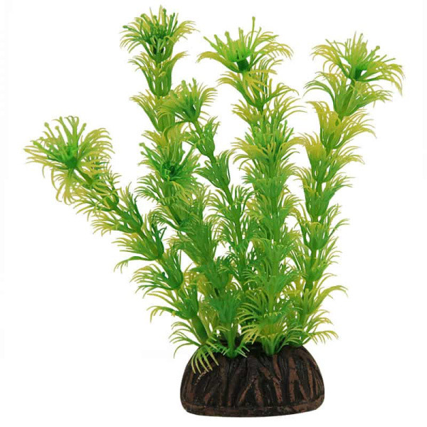 Растение для аквариума "Амбулия" жёлто-зеленая, 100 мм (74044018) - фото 1 - id-p131643747