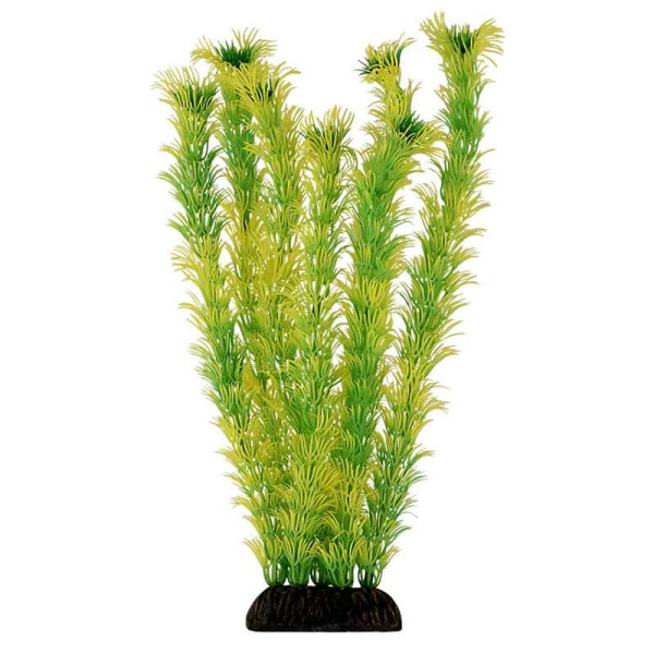Растение для аквариума "Амбулия" жёлто-зеленая, 300 мм (74044046) - фото 1 - id-p110595086