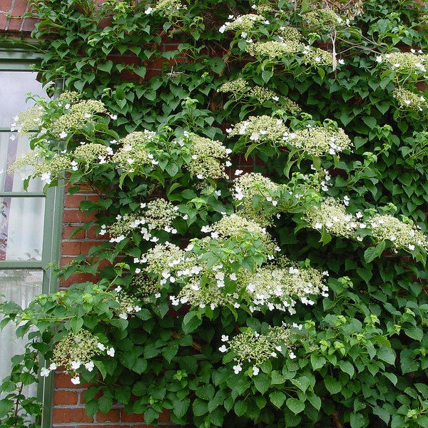 Гортензия черешковая (Hydrangea petiolaris), С2-3