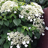 Гортензия черешковая (Hydrangea petiolaris), С2-3, фото 2