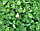 Семена "Клевер Белый" (ползучий) DLF Ривендел Rivendel 0,5 кг, фото 2