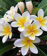 Отдушка КЕМА Балийский цветок 100гр