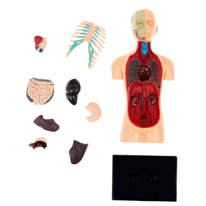 Научный опыт «Анатомия человека» - фото 6 - id-p181225978
