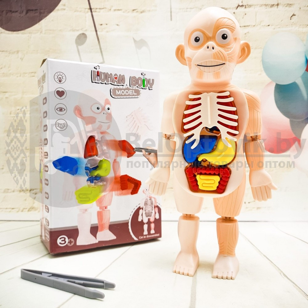 Детский 3D пазл Human Body Модель анатомия человеческого тела/Строение тела / конструктор органы 3 - фото 4 - id-p181588578